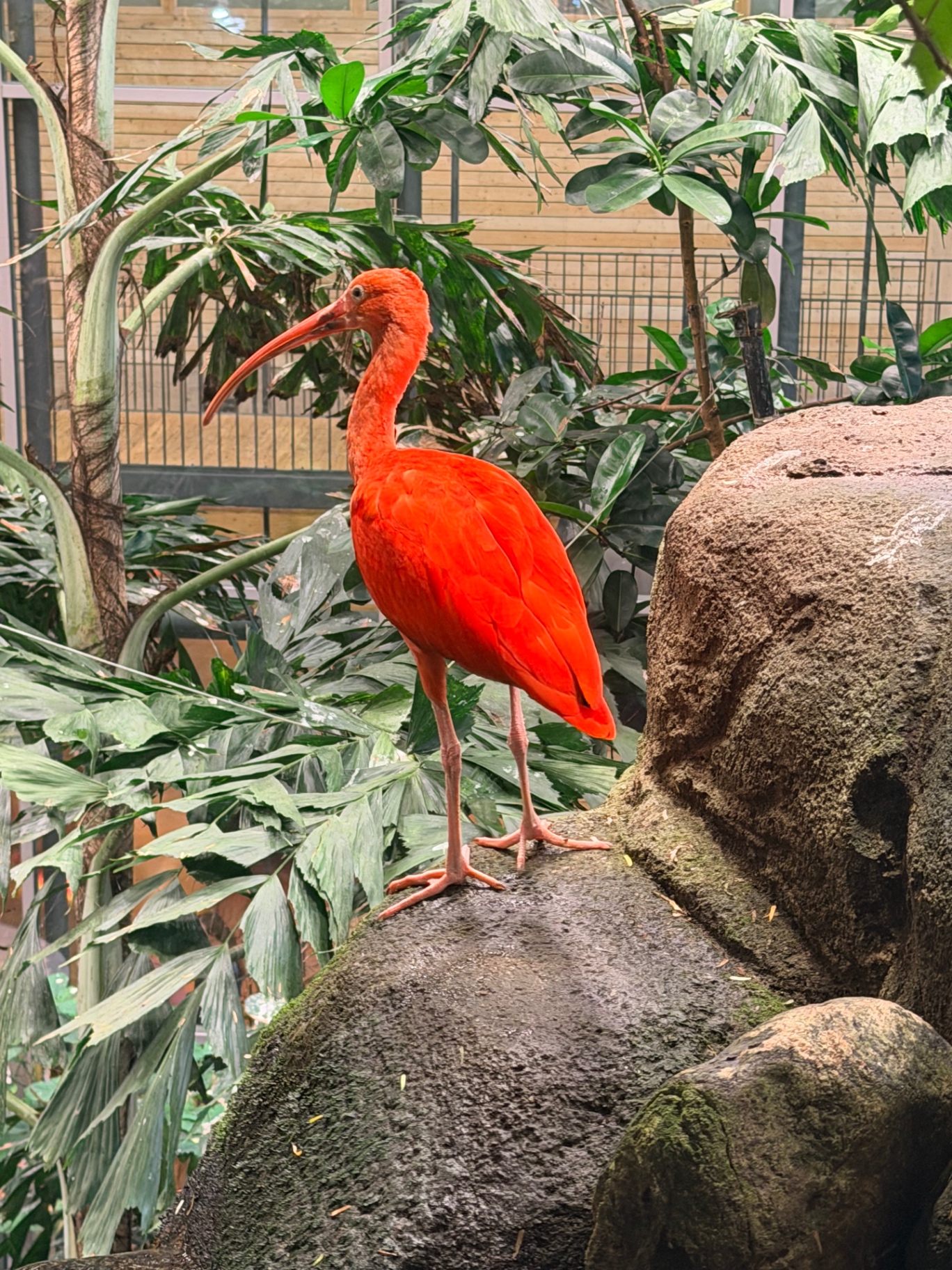 Scarlet ibis in the Universeum indoor rainforest
